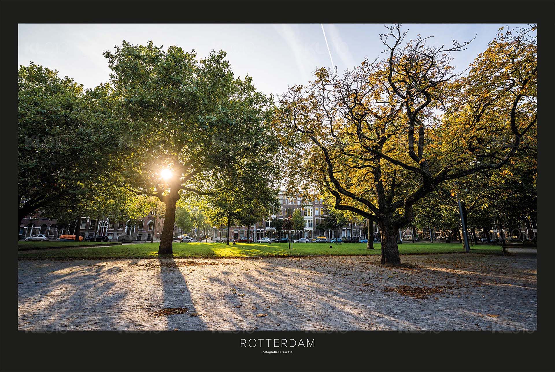 De bomen van het plein - Heemraadsplein Rotterdam